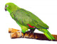 Amazon Parrot Wall Decal