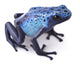 blue poison dart frog 