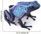 blue poison dart frog 
