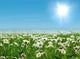 Field Daisies Wall Decal