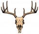 deer skull Wall Decal