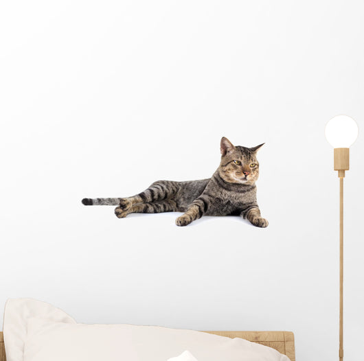 Thai Cat 