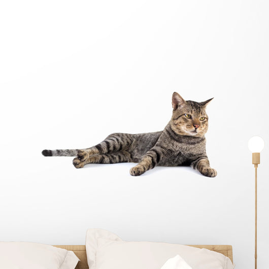 Thai Cat 