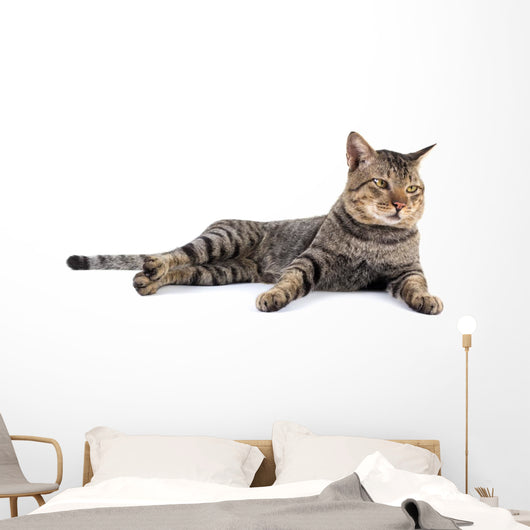 Thai Cat 