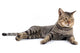 Thai Cat 
