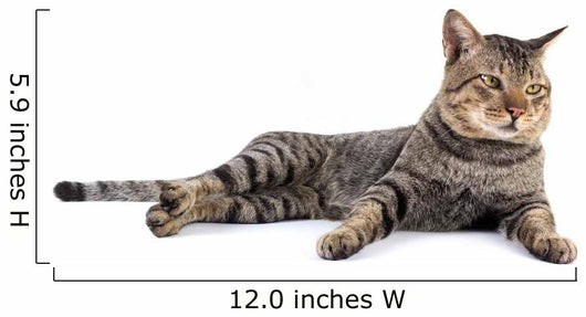 Thai Cat 