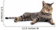 Thai Cat 