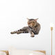 Thai Cat 