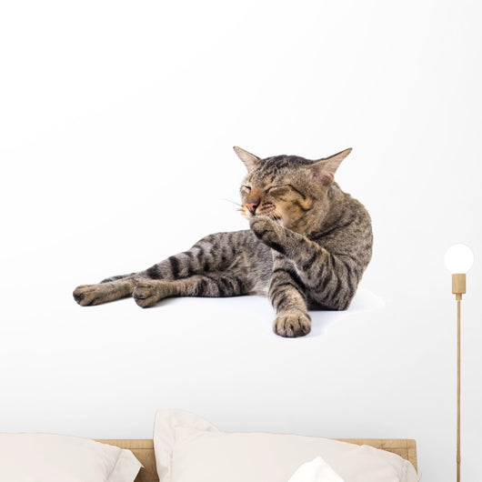Thai Cat 