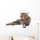 Thai Cat 
