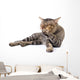 Thai Cat 