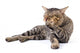 Thai Cat 