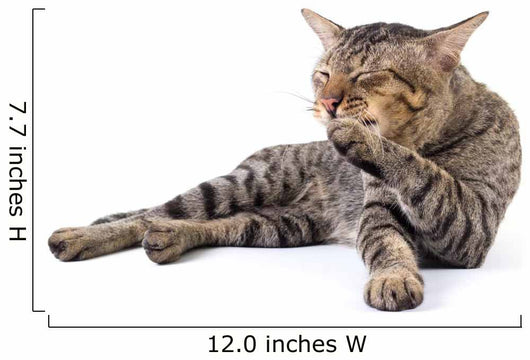 Thai Cat 