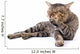 Thai Cat 