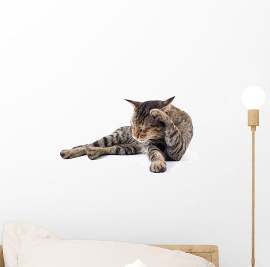 Thai Cat 