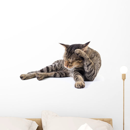 Thai Cat 