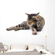 Thai Cat 