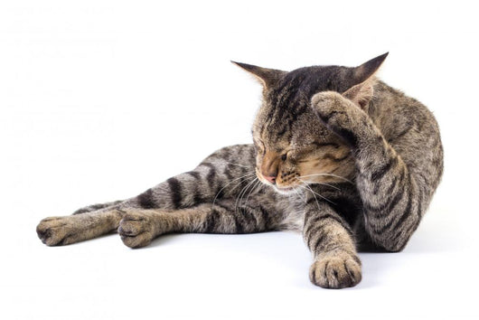 Thai Cat 