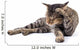 Thai Cat 