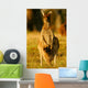 Western Grey Kangaroos Wall Mural