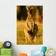 Western Grey Kangaroos Wall Mural