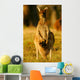 Western Grey Kangaroos Wall Mural