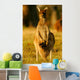 Western Grey Kangaroos Wall Mural