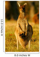 Western Grey Kangaroos Wall Mural