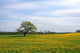 Oak tree on the Dandelion field Wall Mural