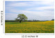 Oak tree on the Dandelion field Wall Mural