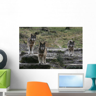 Loup Gris Wall Mural shown on a wall