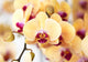 Beautiful yellow orchid Wall Mural