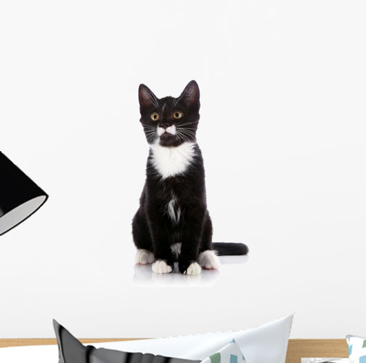 Black and White Small Kitten Sits on a White Background. 