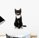 Black and White Small Kitten Sits on a White Background. 