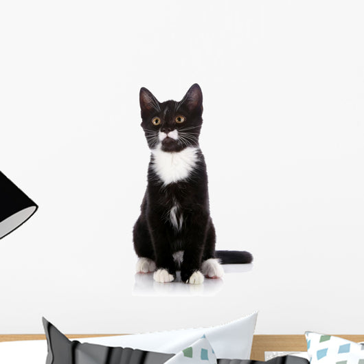 Black and White Small Kitten Sits on a White Background. 
