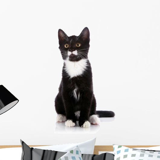 Black and White Small Kitten Sits on a White Background. 
