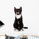 Black and White Small Kitten Sits on a White Background. 
