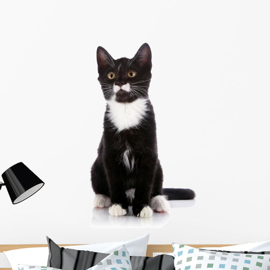 Black and White Small Kitten Sits on a White Background. 