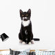 Black and White Small Kitten Sits on a White Background. 