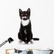 Black and White Small Kitten Sits on a White Background. 