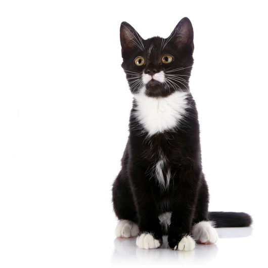Black and White Small Kitten Sits on a White Background. 