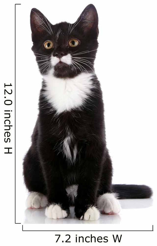 Black and White Small Kitten Sits on a White Background. 