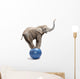 African Elephant Africana Balancing on Blue Ball 