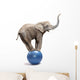 African Elephant Africana Balancing on Blue Ball 