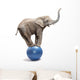 African Elephant Africana Balancing on Blue Ball 