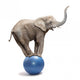African Elephant Africana Balancing on Blue Ball 