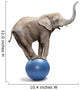 African Elephant Africana Balancing on Blue Ball 