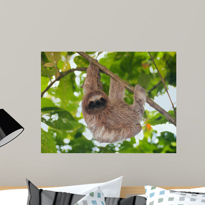 Brown Throated Sloth Jungle shown on a wall