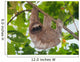 Brown throated sloth in the jungle 