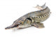Sturgeon fish Wall Decal